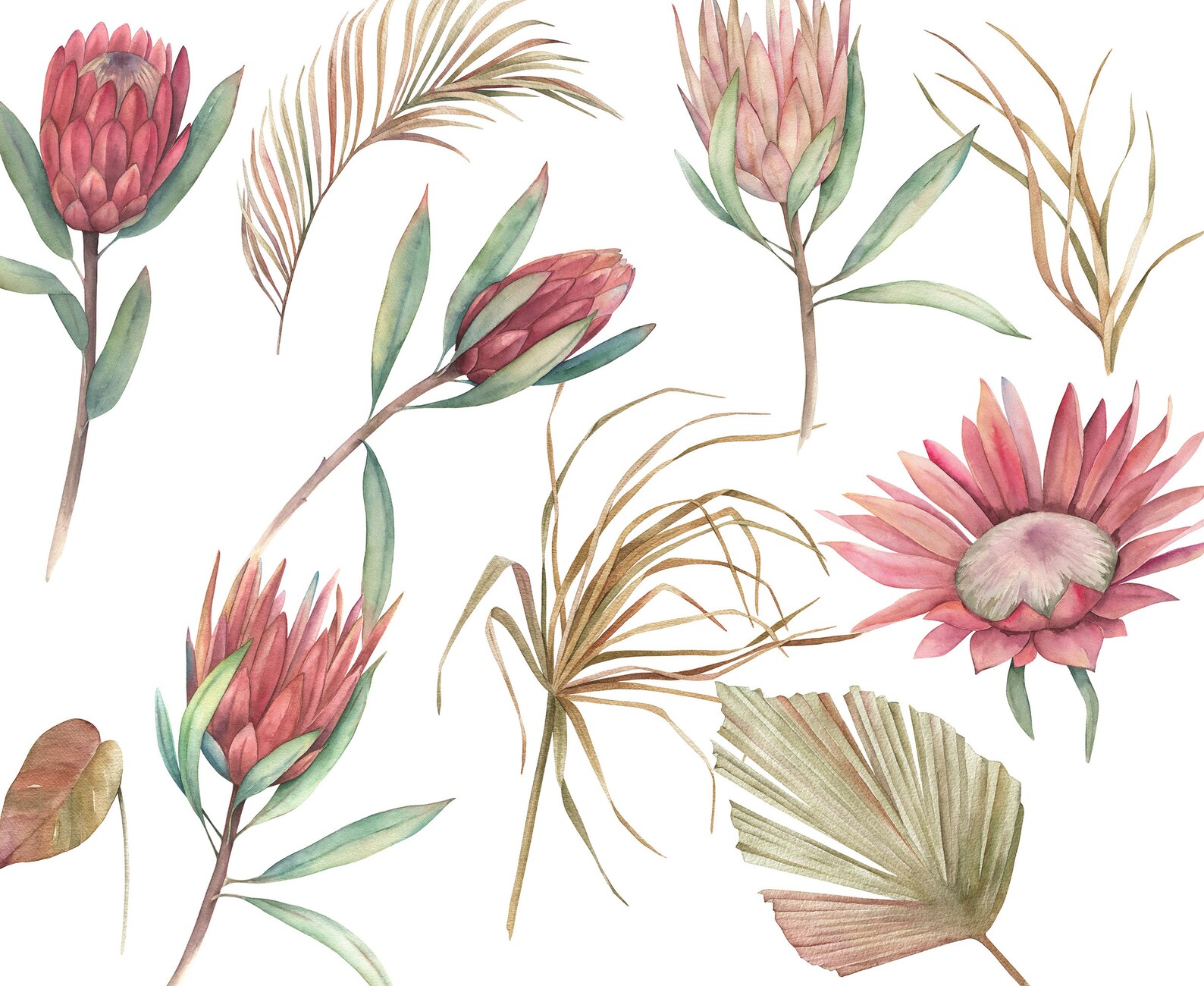 Summer Protea Collection and Jungle Pampas Leaves Clipart. - Etsy