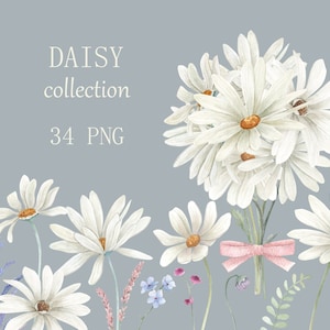 Fiore bianco matrimonio, fiore nuziale, margherita acquerello, clipart invito, clipart margherita, clipart matrimonio, png