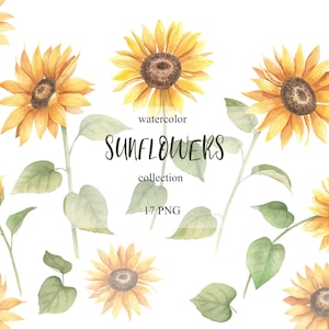 Aquarelles cliparts collection tournesol, baby shower, mariage, fabrication de cartes d'anniversaire, carte de Saint Valentin, téléchargement immédiat, PNG