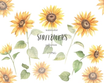 Watercolor Sunflower Collection cliparts, Baby shower, wedding, birthday card making, valentines day card, instant download, PNG