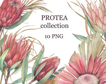 Summer Protea Collection and Jungle Pampas Leaves Clipart.  Watercolour Flowers, Wedding Art, elements, invitations, clip art.