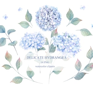 Delicate Watercolor Hydrangea Flowers Clipart. Floral Collection