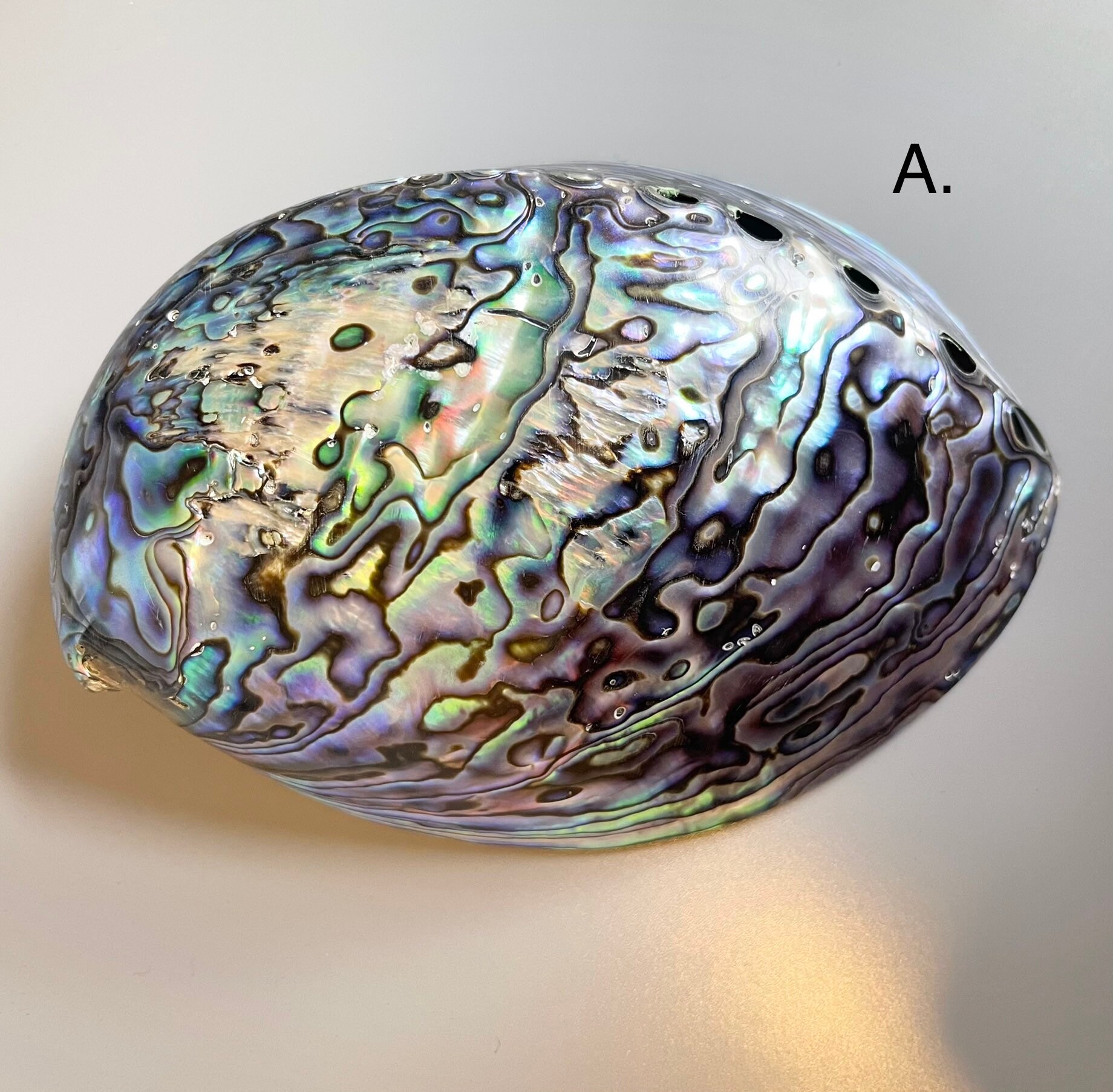 Cuenco grande de concha de abulón | Etsy