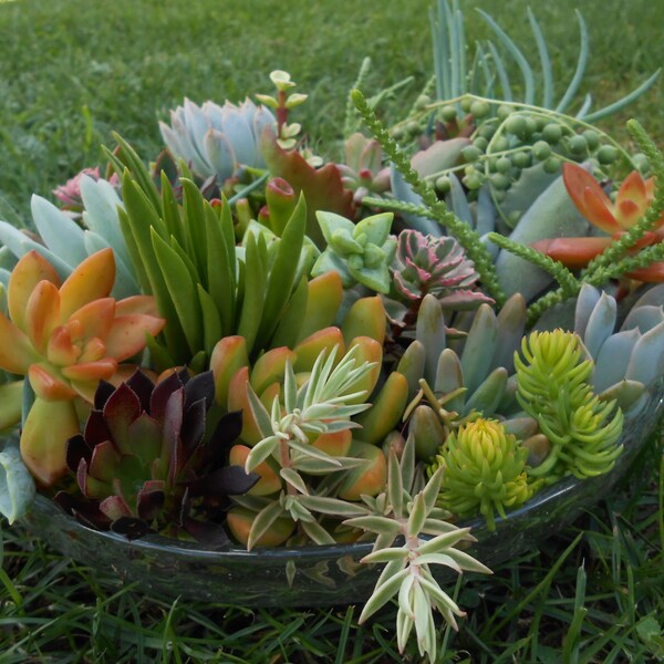 Succulent Cuttings - 10 Medium to Large High Quality Cuttings