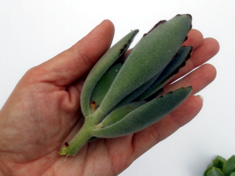 Panda Paws Kalanchoe tomentosa 5 large succulent cuttings