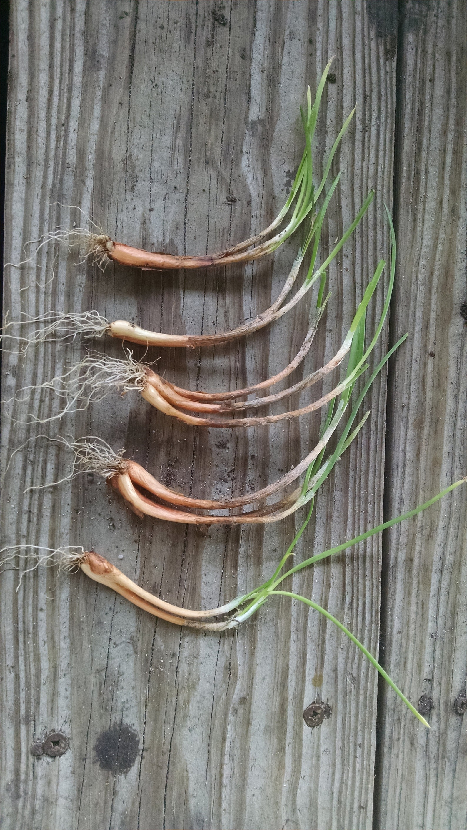 Iitoi Onion Perennial Bunching Onion Live Potted Plants - Etsy Australia