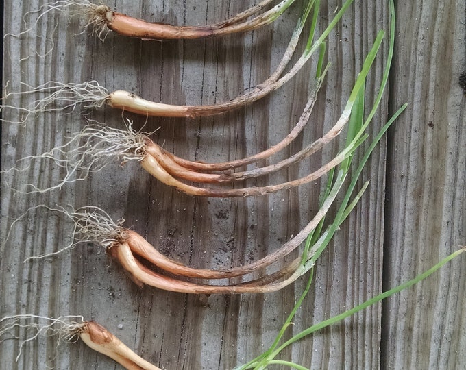Iitoi Onion Perennial Bunching Onion Live Potted Plants - Etsy