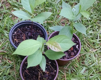 American persimmon - 100 seeds - 2025 harvest