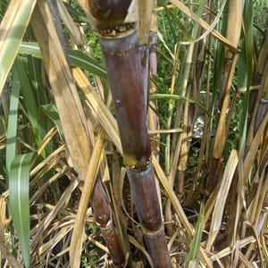 Florida Red Sugarcane cuttings - 3 cuttings
