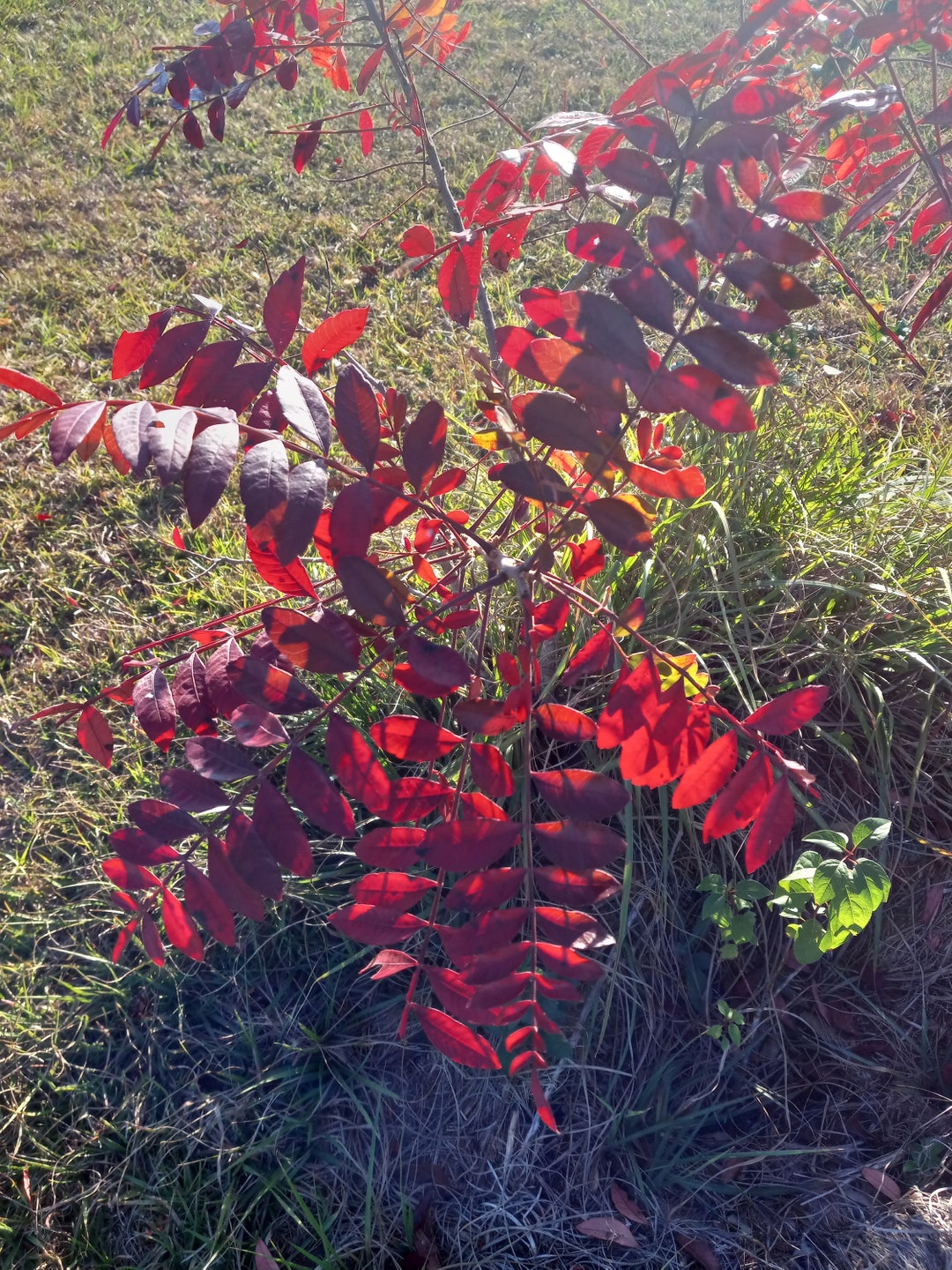 Winged Sumac Native Perennial Great Fall Colors Edible Uses Etsy