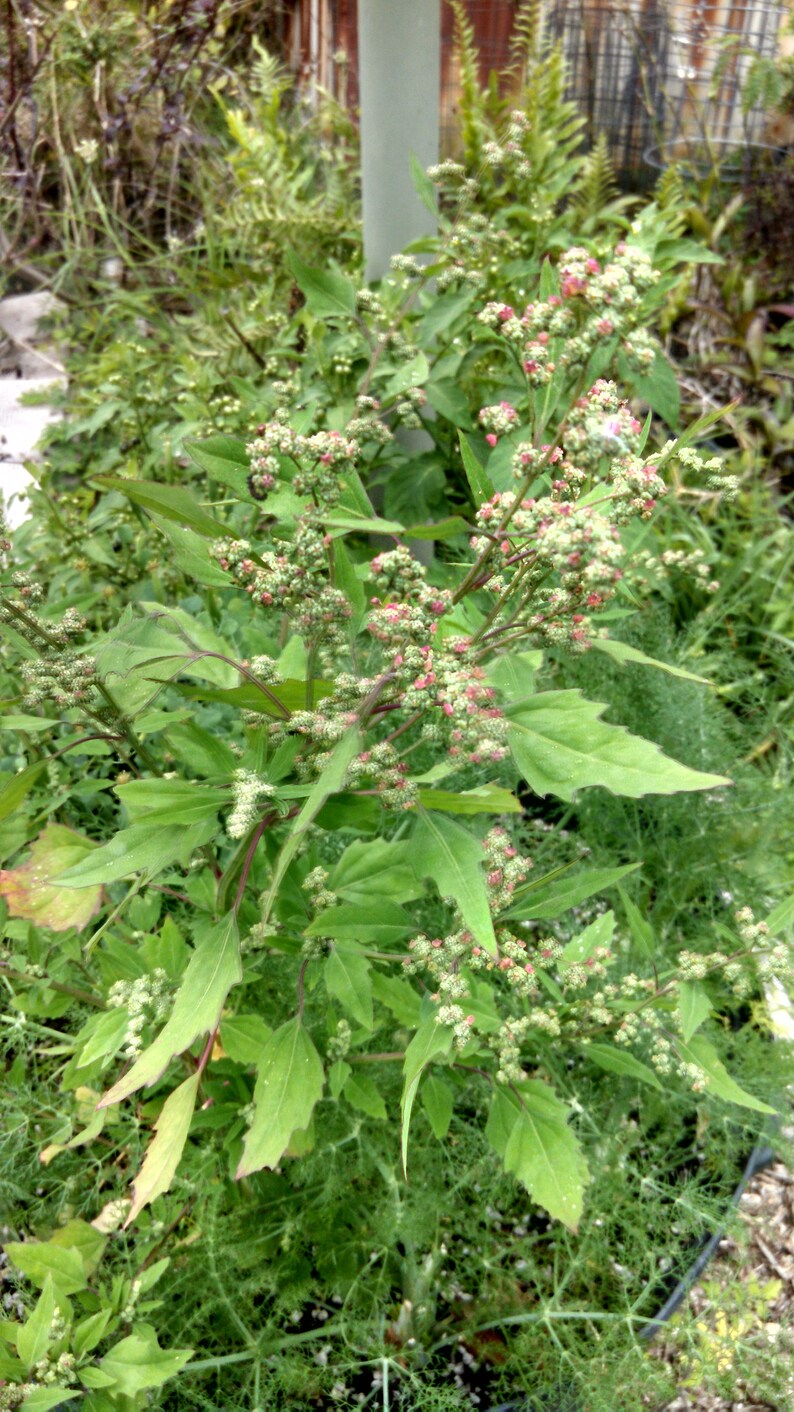 Lamb's Quarters Edible Wild Greens Survival Crop 100 Etsy