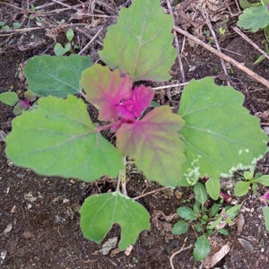 Purple Lamb&#39;s Quarters - 100 seeds - edible