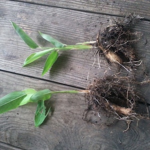 May include: Two turmeric plants with exposed roots and rhizomes, showcasing green leaves and a network of fine roots. The plants are laid on a weathered wooden surface, highlighting the natural texture and earthy tones.