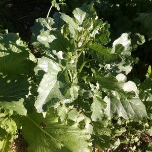 May include: Close-up of leafy green plants, possibly mustard greens or a similar leafy vegetable, growing in a garden bed. The leaves are large, textured, and a vibrant green color, with some showing signs of sun exposure.