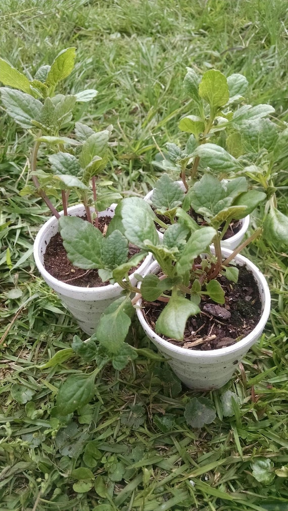Plectranthus rotundifolius LIVE PLANT Edible garden African Potato Mint