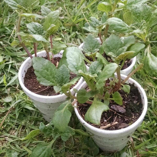 African Potato Mint - Plectranthus rotundifolius - 1 Potted Plant