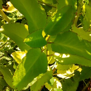 Bryophyllum pinnatum - Leaf of Life - 2 leaf cuttings!