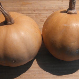 Seminole Pumpkin - Florida Hardy Squash Type - Heat and Disease Resistant! - 30 seeds