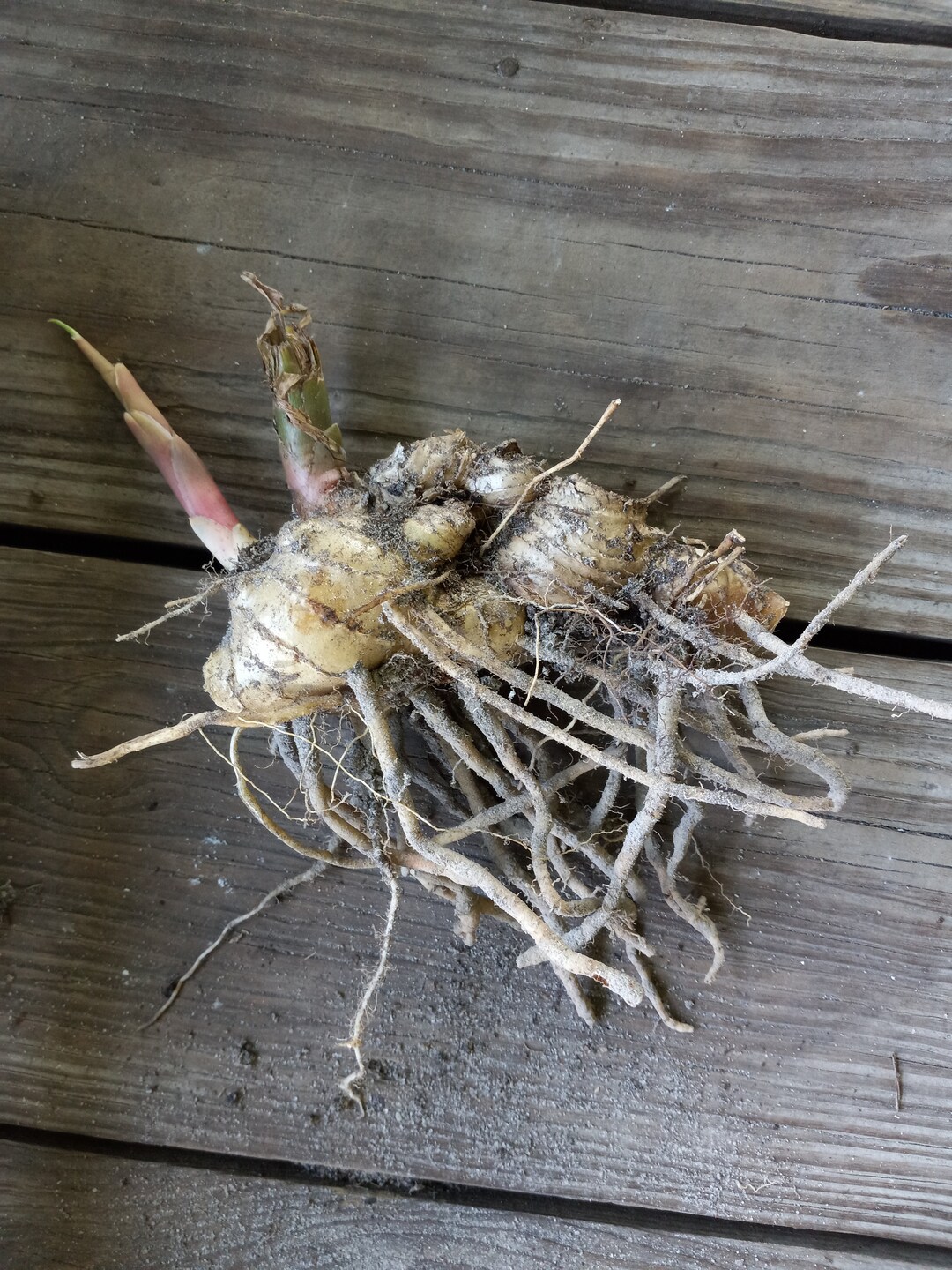 Shampoo Ginger Rhizome 1 Live Rhizome Etsy