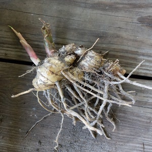 Shampoo ginger rhizome - 1 live rhizome