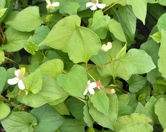 Fish Mint Vine - 1 live plant - fish scented leaves