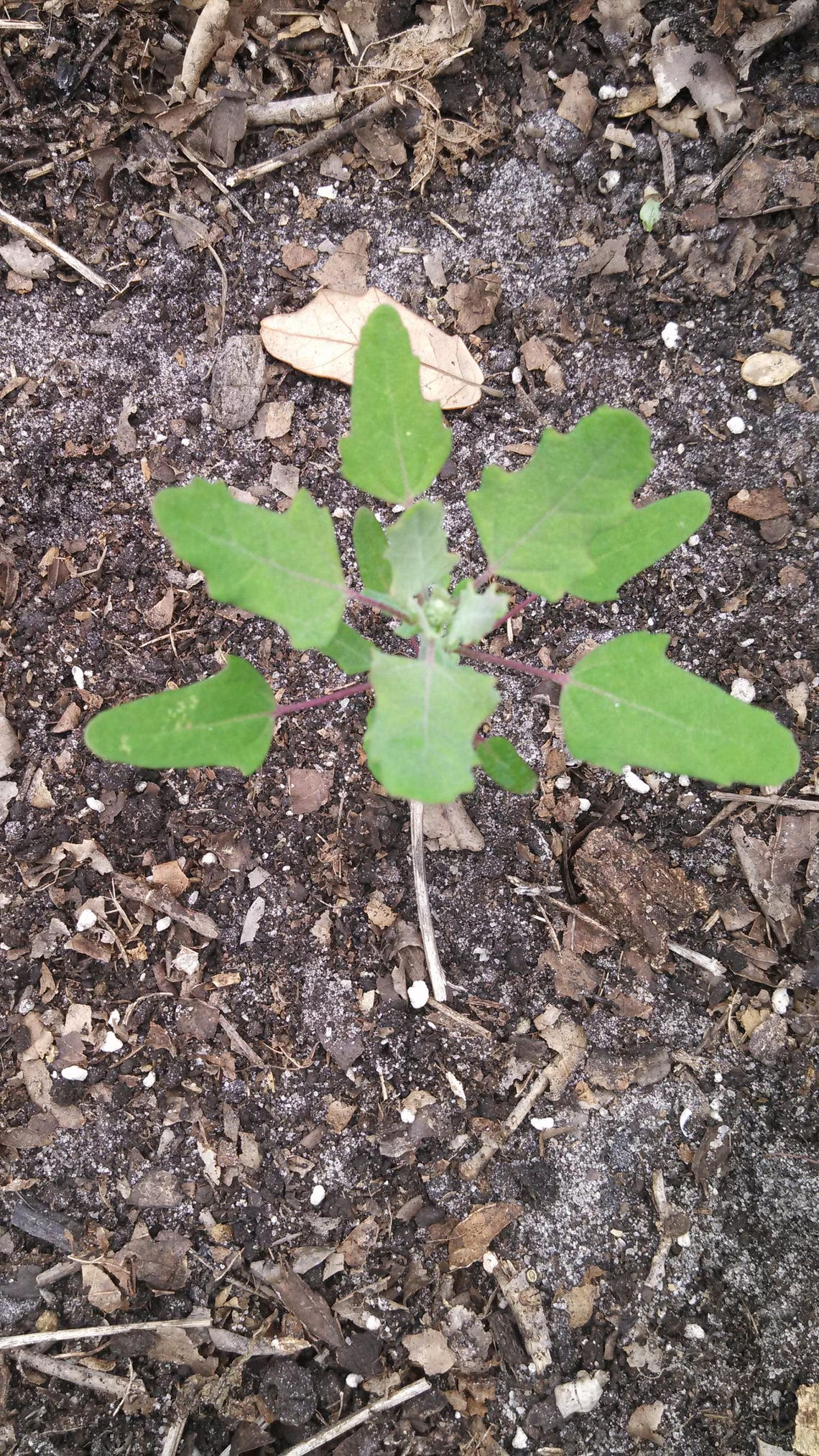 Lamb's Quarters Edible Wild Greens Survival Crop 100 Etsy