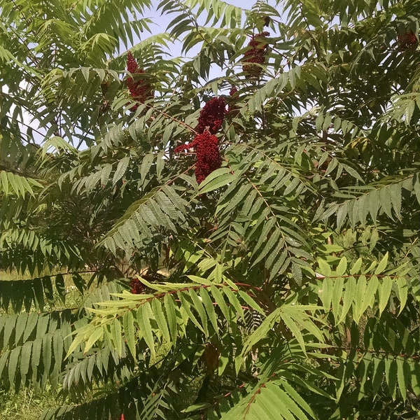 Staghorn Sumac - seeds - hardy perennial