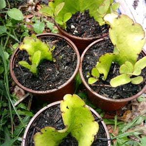Leaf of Life - Potted Plant - Bryophyllum pinnatum - Miracle Leaf