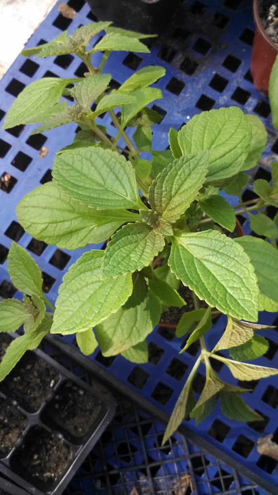 Plectranthus rotundifolius LIVE PLANT Edible garden African Potato Mint