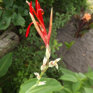 May include: A close-up of a vibrant red canna lily flower with yellow accents. The flower is in full bloom, with several petals unfurling. The image also shows green leaves and other plants in the background.