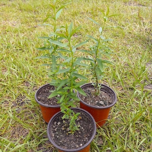 Heimia salicifolia - Sun Opener - 100+ seeds