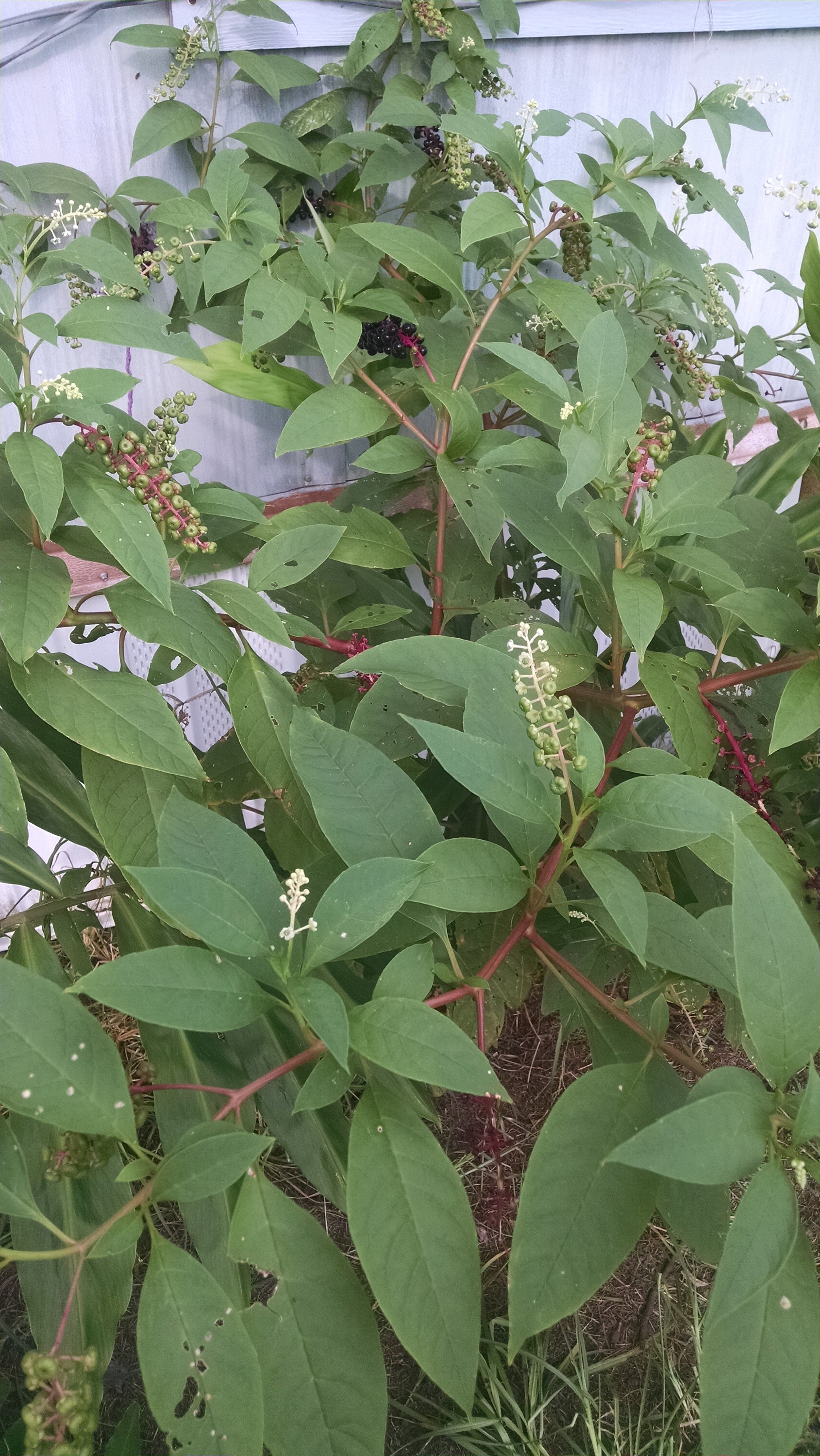 Poke Sallet - Traditional Southern Vegetable - 50 seeds