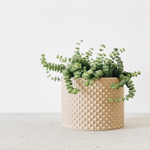 Puede incluir: Una pequeña planta suculenta con hojas verdes que crece en una maceta de cerámica beige con un patrón de diamante texturizado.
