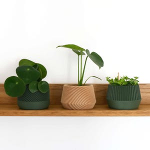 Può includere: Tre piccole piante in vaso su una mensola di legno. I vasi sono in tonalità di verde e legno naturale. Le piante includono una Pilea peperomioides, una Monstera e una piccola pianta a foglie. La mensola è contro un muro bianco.