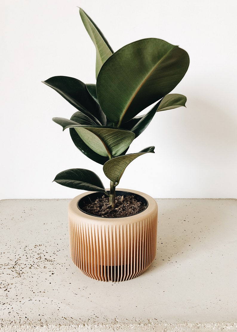 May include: A green rubber plant in a light brown wooden planter with vertical grooves. The plant is potted in dark brown soil.