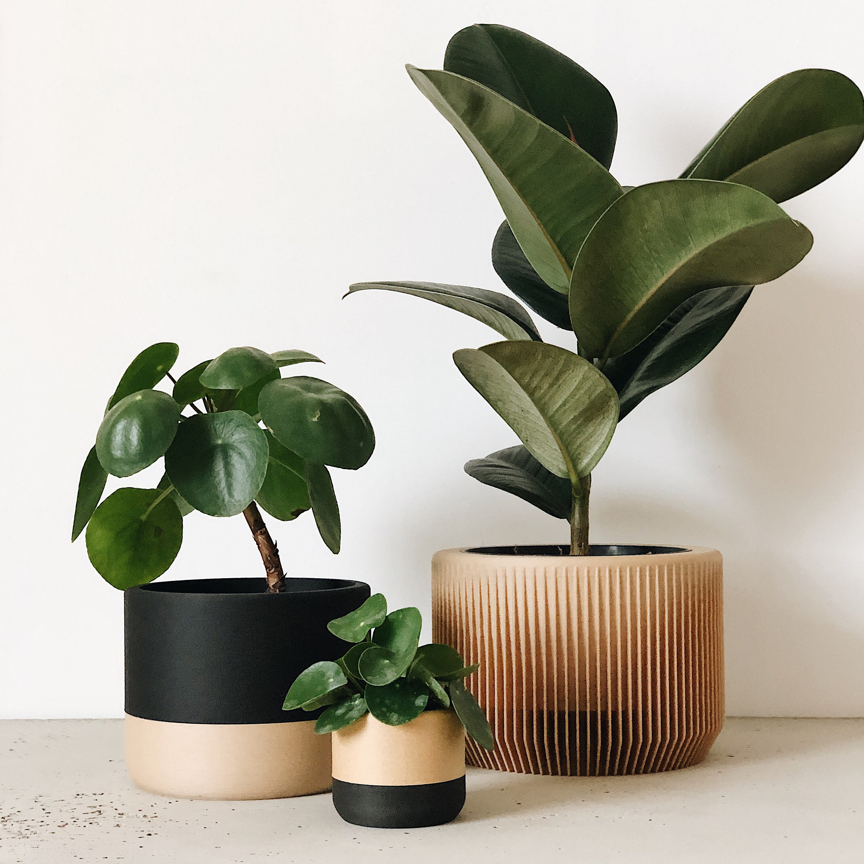 Pots pour plantes grasse et cactus ALPAGA – ecovi