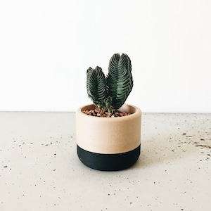 Zweifarbiger Blumentopf. Minimalistisches und skandinavisches Design. Ideal für Fettpflanzen und Kakteen. Originelles Geschenk für sie.