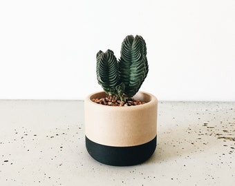 Cache-pot bicolore cactus et succulente - Design minimaliste