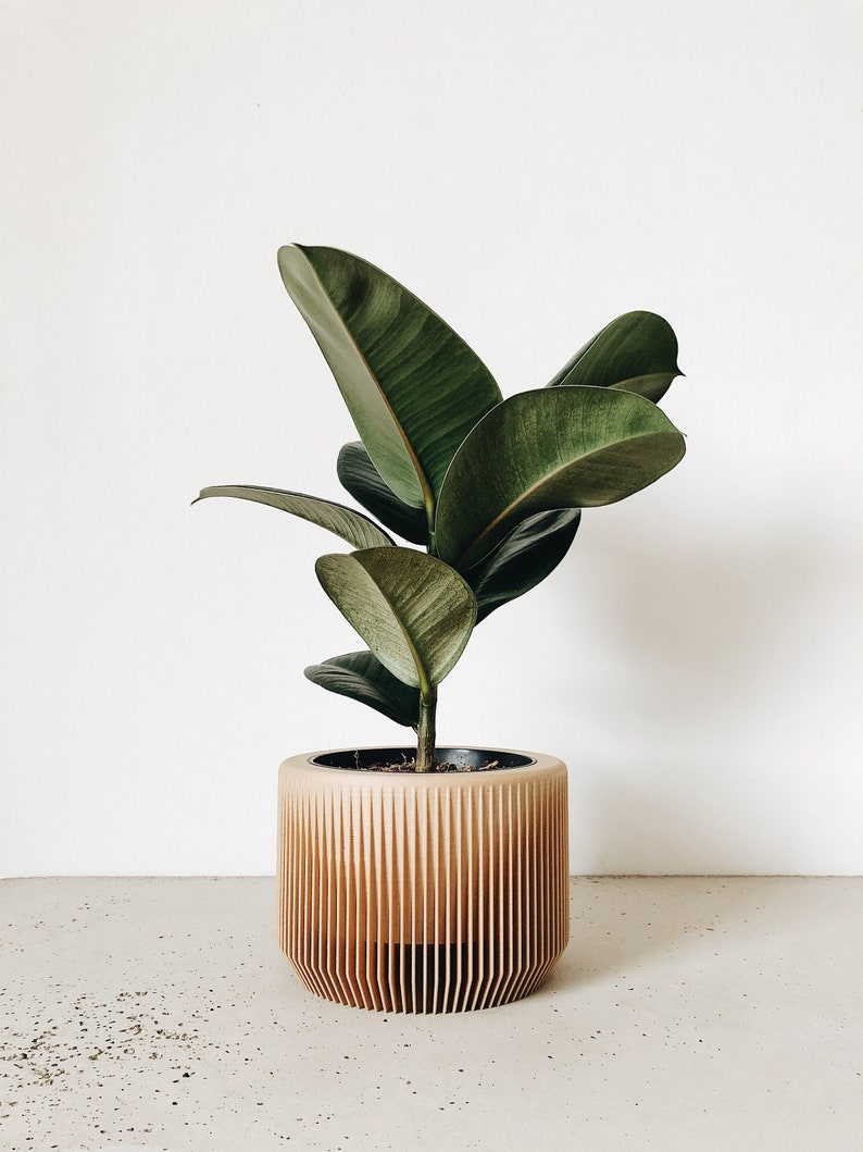 May include: A green leafy plant in a light brown wooden planter with vertical slats. The planter is on a light gray concrete surface.