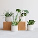 see more listings in the • Set of Planters section