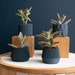 see more listings in the • Set of Planters section