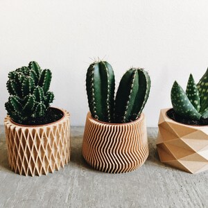 May include: Three potted plants in different wooden planters. The planters have unique geometric designs. The plants are a cactus, a succulent, and an aloe vera.