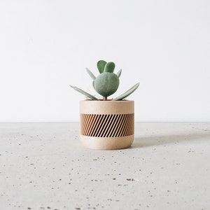Puede incluir: Una pequeña planta suculenta en una maceta marrón con un patrón de rayas. La maceta está hecha de un material natural como la madera o el papel.