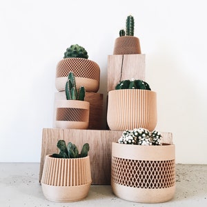 May include: A collection of six small potted plants in various styles of beige planters. The plants are arranged on a wooden shelf with a white background.