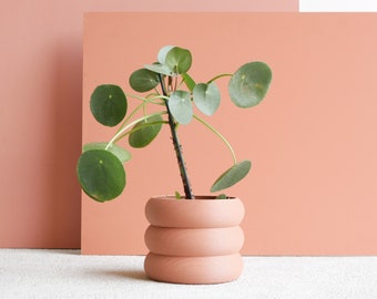 Terracotta Indoor wooden planter "EDEN"- perfect for green plants, cactus et succulent plants !