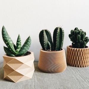 May include: Three potted plants in geometric wooden planters. The plants are a succulent, an aloe vera, and a cactus. The planters are all different shapes and sizes.