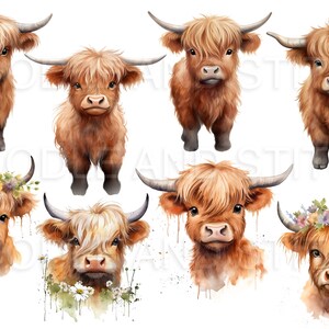 Cute Watercolor Highland Cow Clipart Illustrations, Commercial Use ...