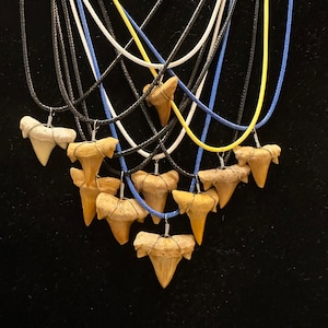 Shark Tooth Necklace, surfers, beach life, tropical vibes, sharks, natural, necklace,