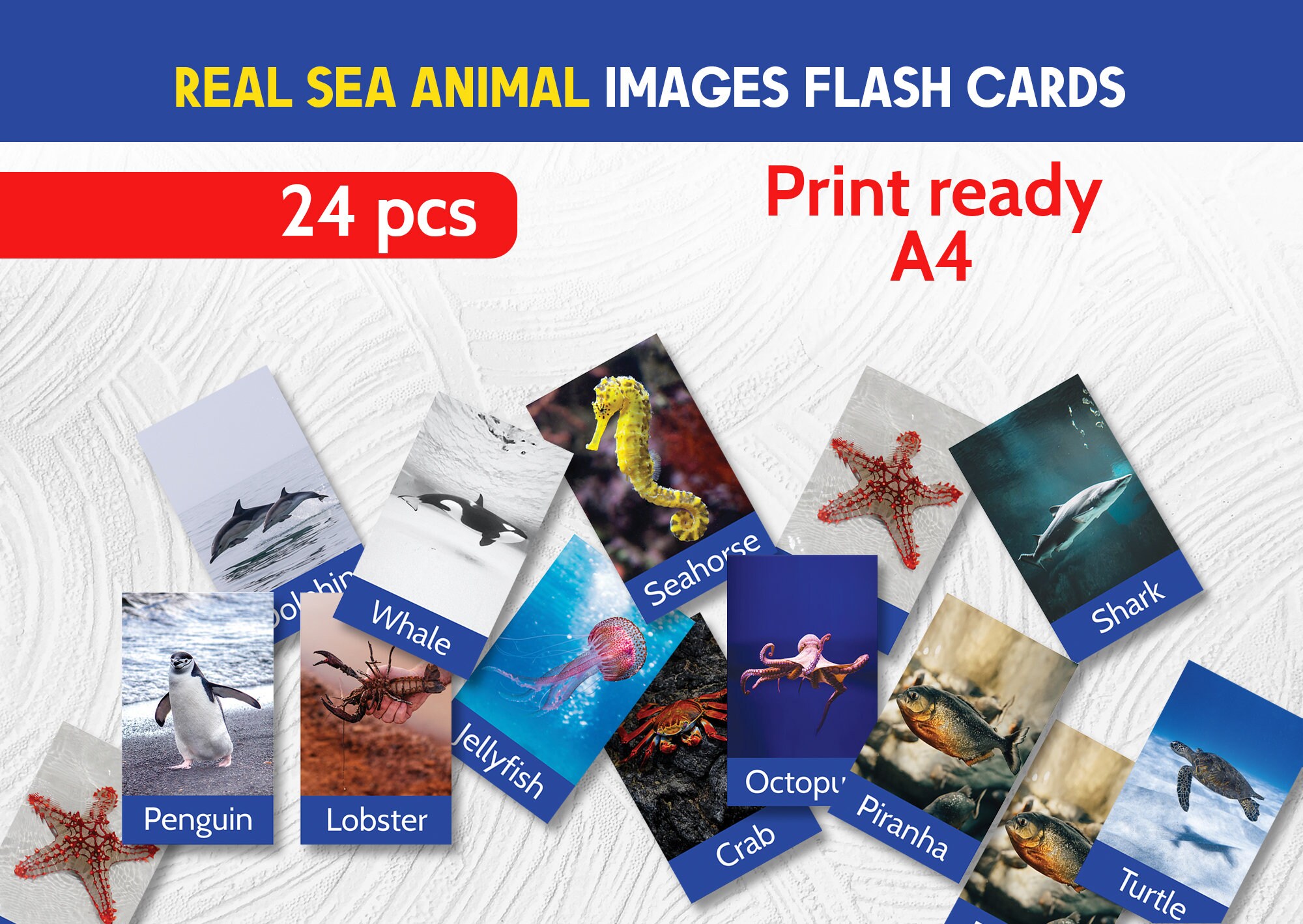 Sea Animals Flashcards: Real Pictures, Montessori Cards (A4 Digital Download)