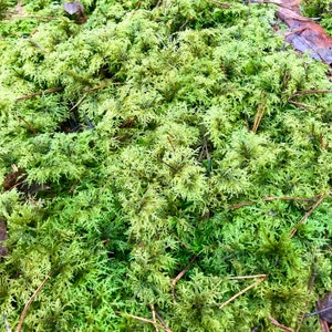 Terrarium Moss Live Moss Fresh From the Appalachian Mountains 